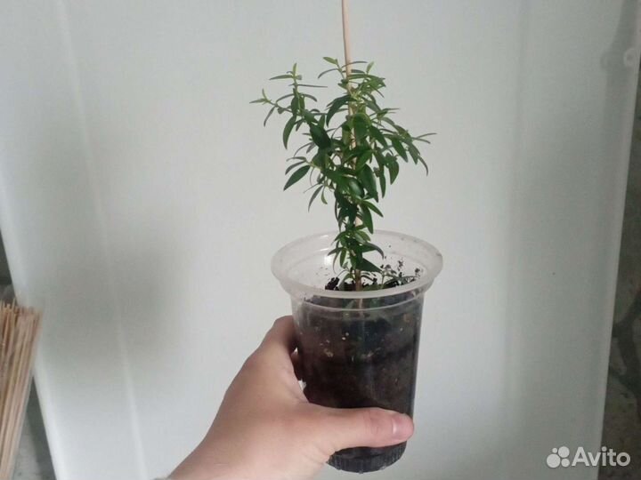 Гранат комнатный и миртовое дерево