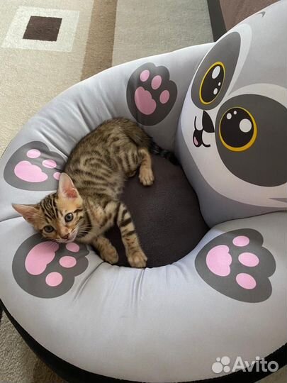 Бенгальская кошка