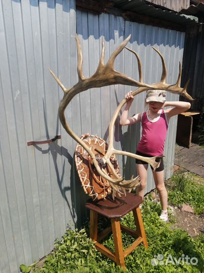 Оленьи рога