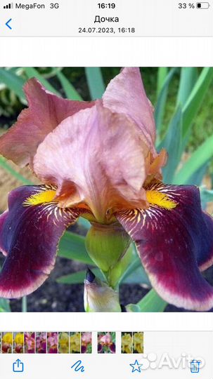 Ирис бородатый