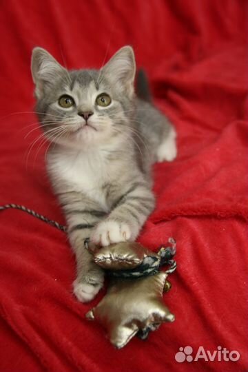 Котенок Мирон