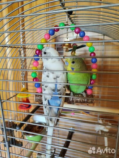 Волнистый попугай с клеткой