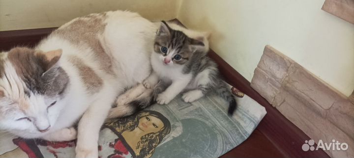 Отдам 2 котят. Девочки. 1,5 месяца