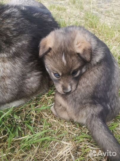 Щенки сибирской хаски