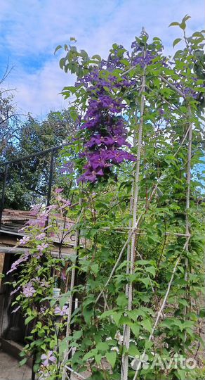 Саженцы клематиса 3 группы