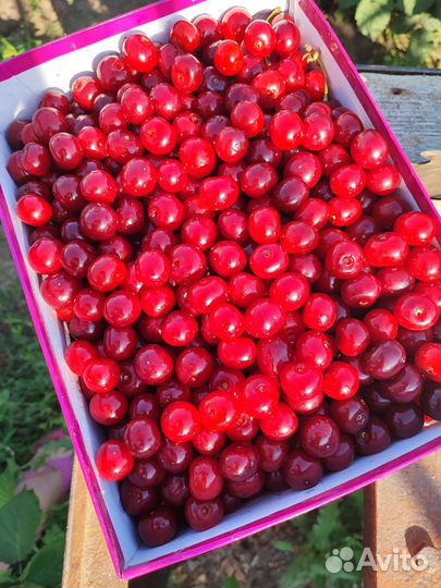 Вишня Морель, ранняя 2