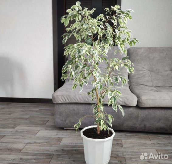 Фикусы огромный выбор, отростки