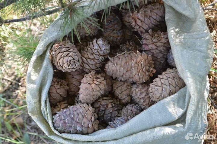 Продам. Шишка кедровая