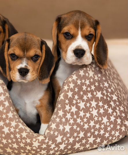 Щенки Бигль