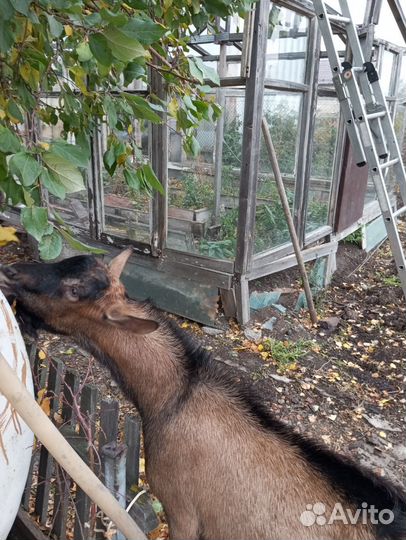 Чешский козел