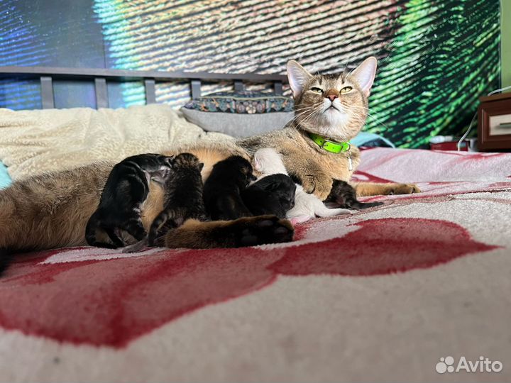 Абиссинские котята