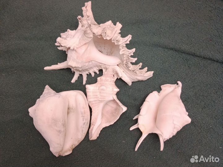 Ракушка в аквариум