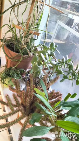 Разные комнатные цветы