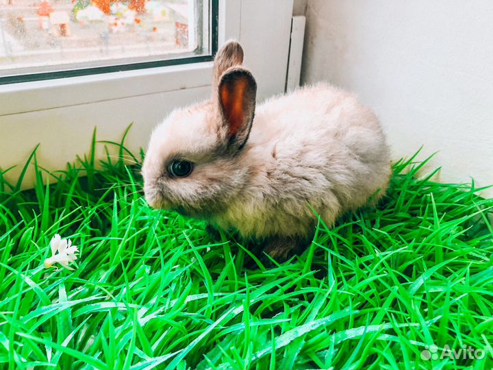 Карликовый кролик