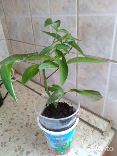 Рассада пепино Консуэло