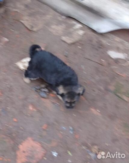 Отдам в добрые руки