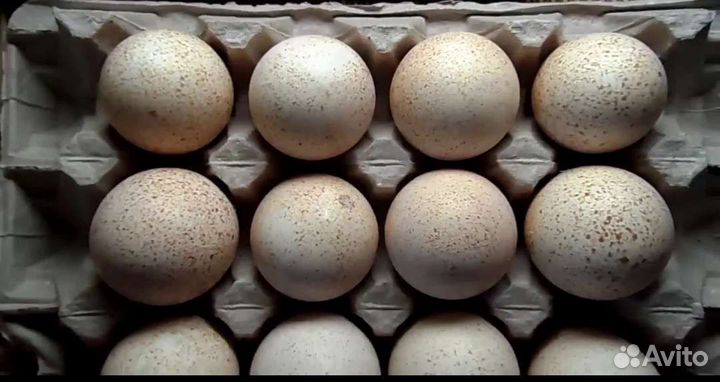 Инкубационное яйцо индейки