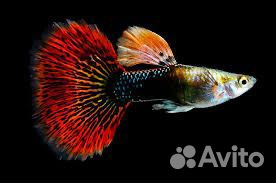 Аквариумная рыба