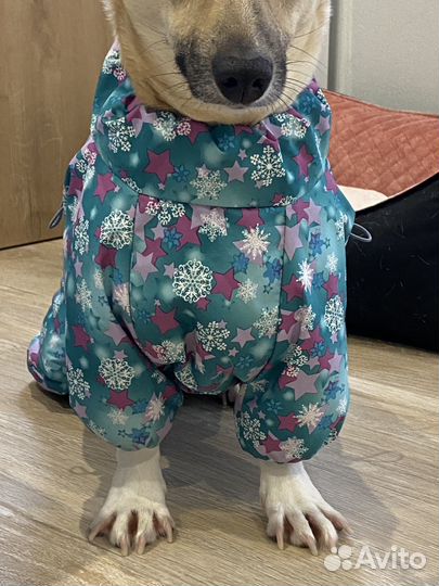 Зимняя одежда для собак