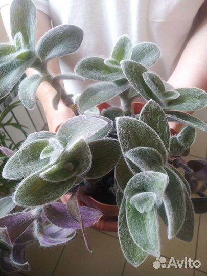 Традесканция