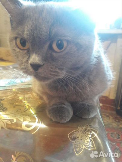 Кошка в дар