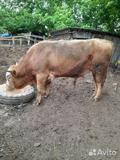 Продаётся бык на племя