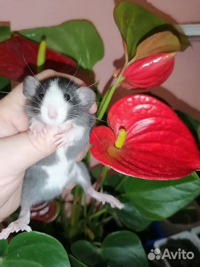 Крыса дамбо мальчики блейзы, крысята