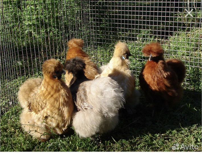 Инкубационное яйцо кша(китайских шелковистых)