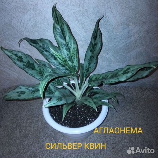 Комнатные растения