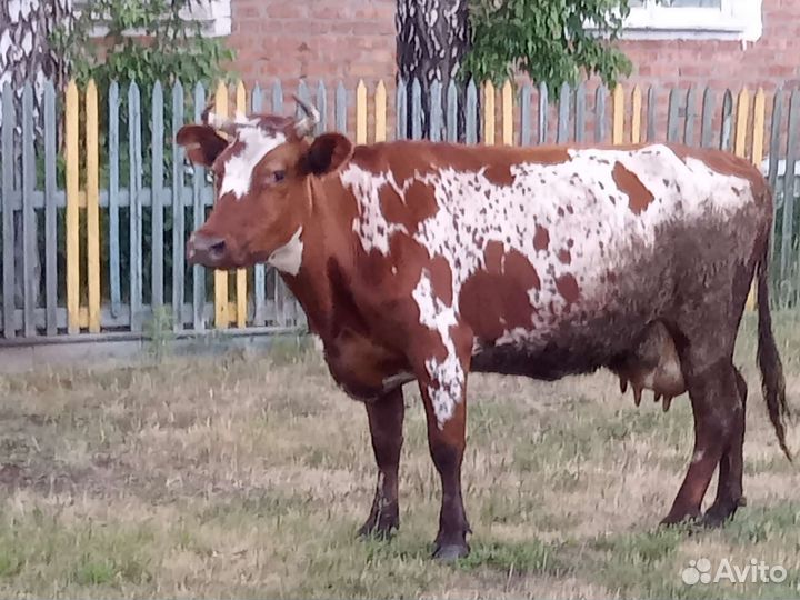 Продам корову 70т р