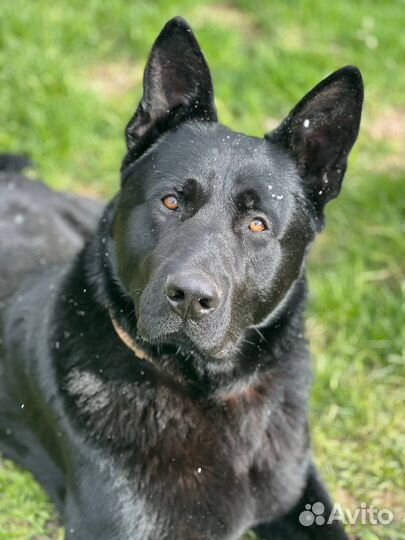 Кобель Восточно Европейская овчарка