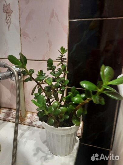 Денежное дерево крассула толстянка