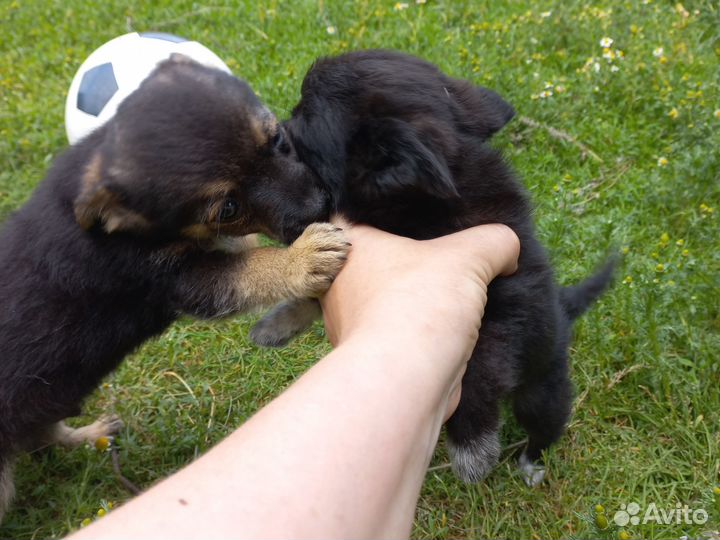 Щенки в добрые руки
