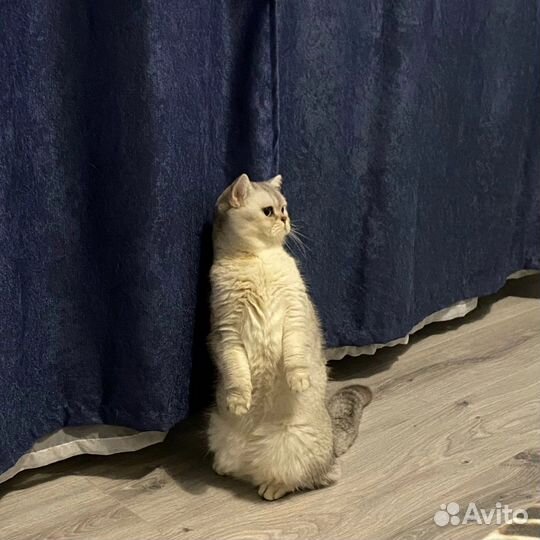 Британская серебристая шиншилла вязка