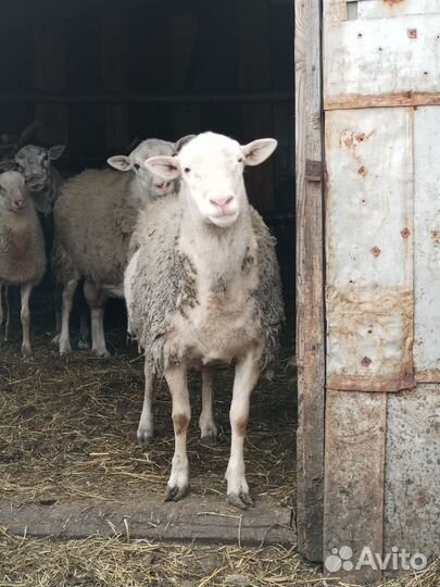 Катумский баран