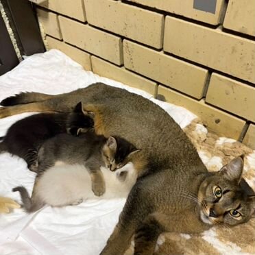 Каракет котёнок