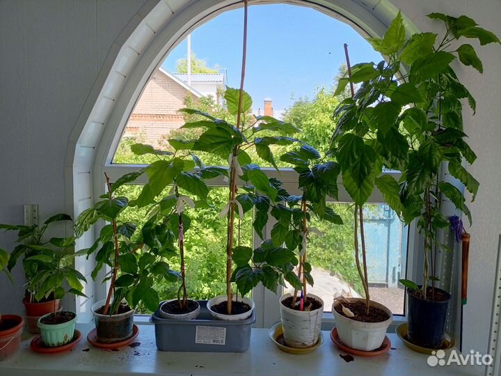 Комнатные цветы