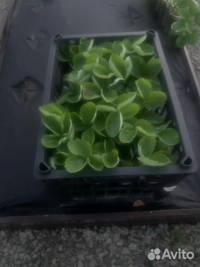 Рассада клубники