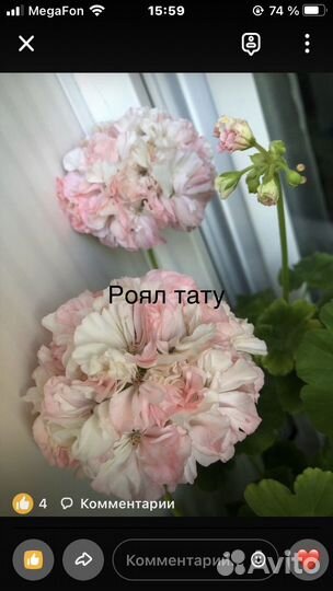 Пеларгония