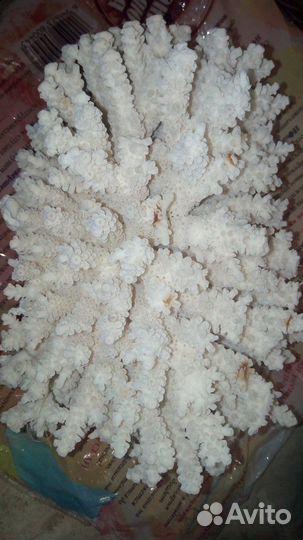 Кораллы