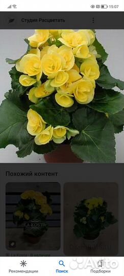 Черенки бегоний элатиор