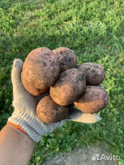 Картофель с собственного огорода
