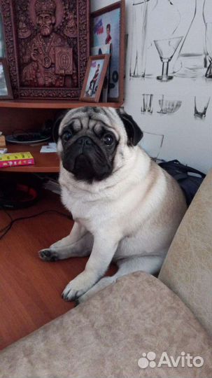 Мопс вязка мальчик