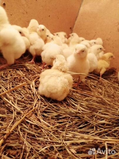 Цыплята бройлера суточные и подрощенные