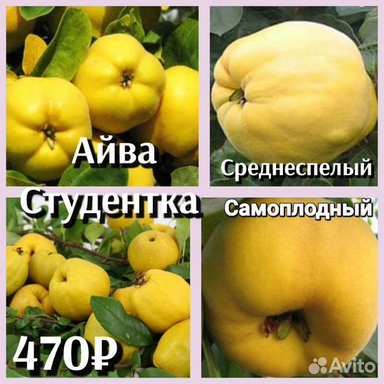 Айва саженцы