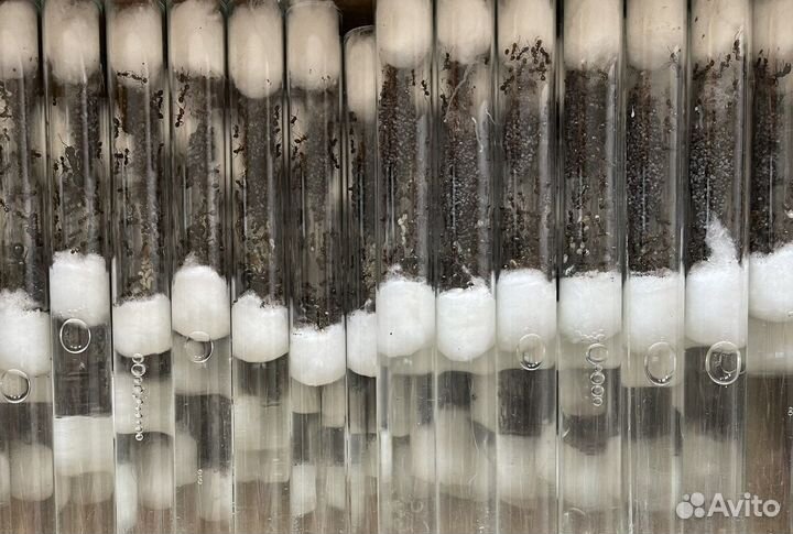 Муравьи-жнецы для фермы Messor structor