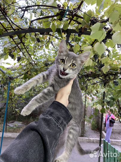 Котята бесплатно