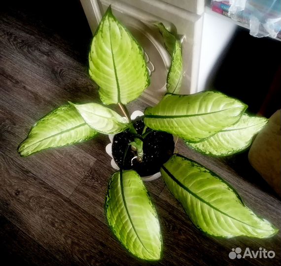 Комнатные растения