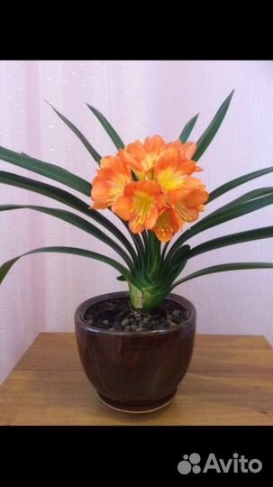 Кливия,цветы для школы