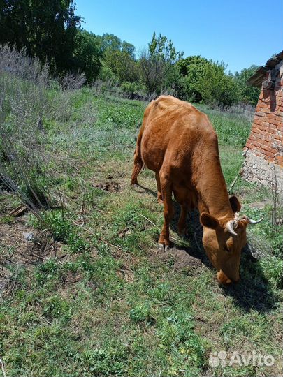 Корова 6 лет